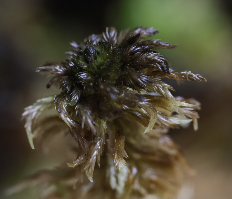 Sphagnum lindbergii